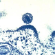 Image for article titled The KGB conspiracy that attributed AIDS to the CIA